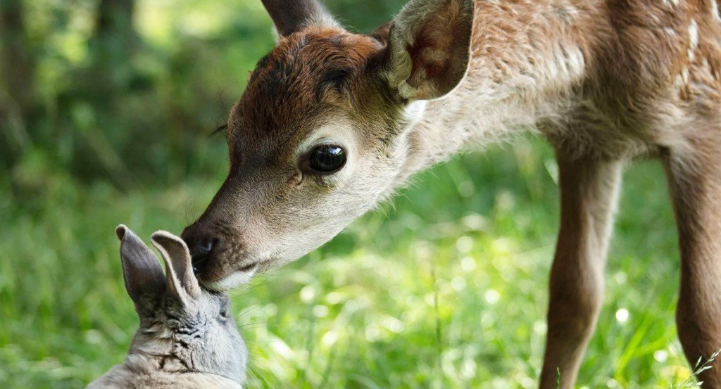 actualité BAMBI, L'HISTOIRE D'UNE VIE DANS LES BOIS