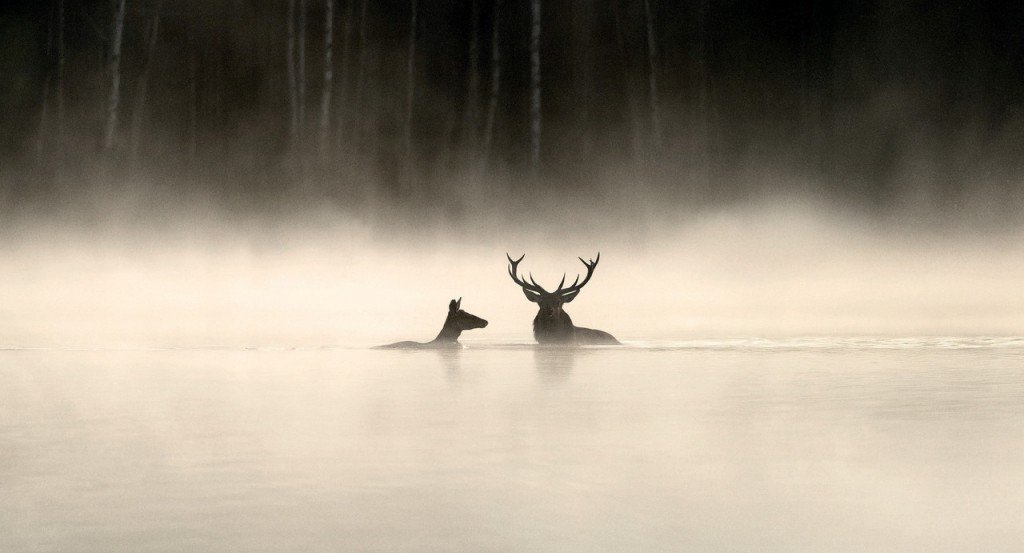 actualité Le Chant des Forêts