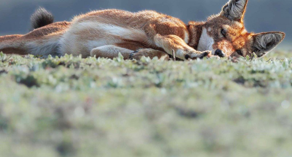 actualité Le secret du loup d'Ethiopie